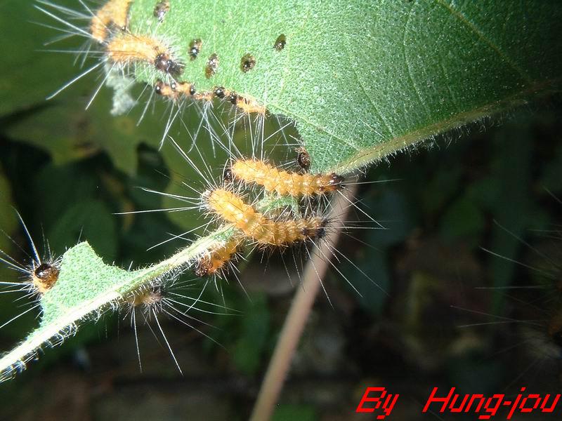 按此在新視窗瀏覽圖片