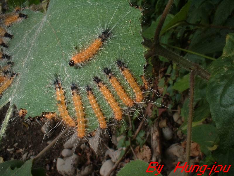 按此在新視窗瀏覽圖片