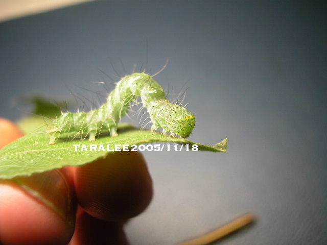 按此在新視窗瀏覽圖片