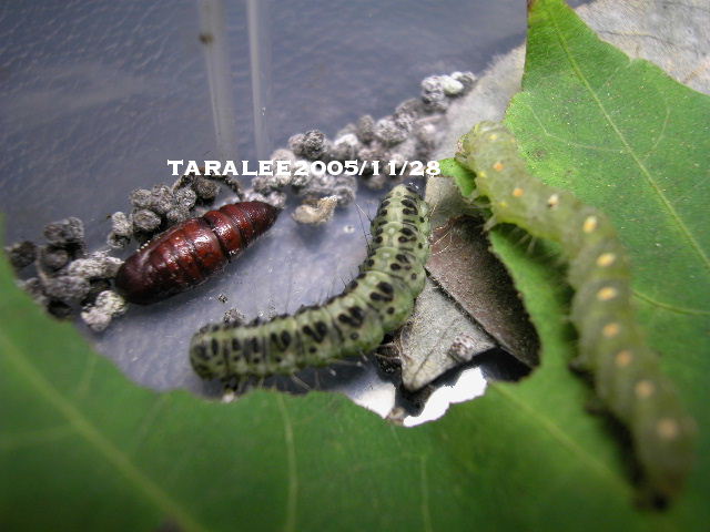 按此在新視窗瀏覽圖片