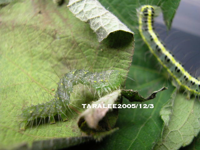 按此在新視窗瀏覽圖片