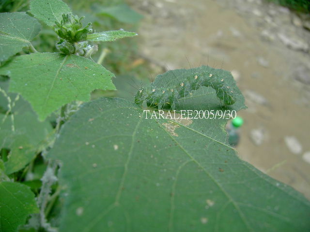 按此在新視窗瀏覽圖片