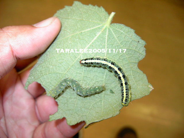 按此在新視窗瀏覽圖片