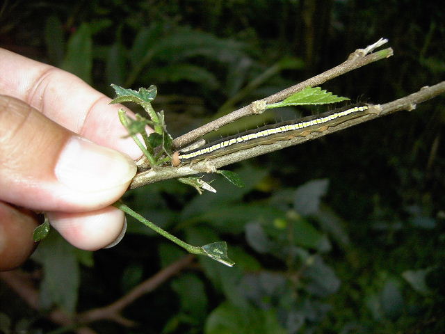 按此在新視窗瀏覽圖片