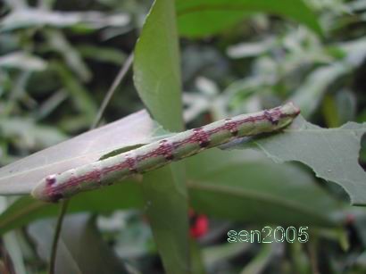 按此在新視窗瀏覽圖片