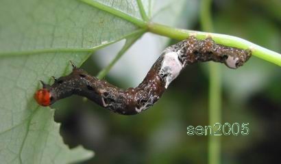 按此在新視窗瀏覽圖片