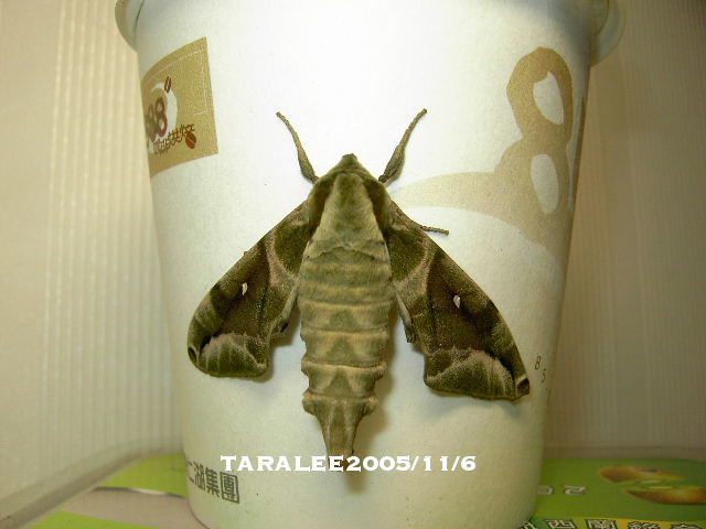 按此在新視窗瀏覽圖片