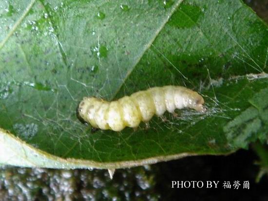 按此在新視窗瀏覽圖片