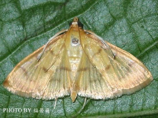 按此在新視窗瀏覽圖片