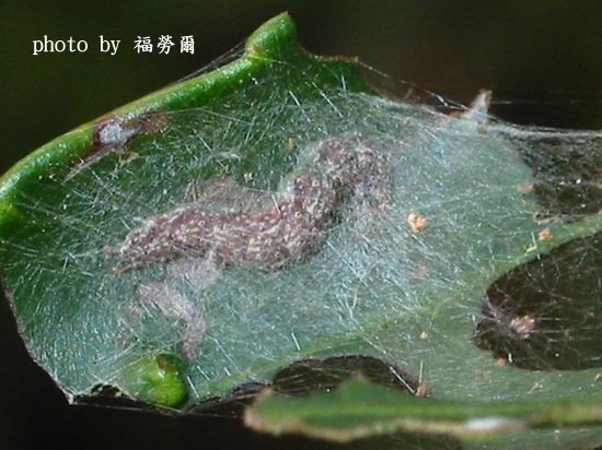 按此在新視窗瀏覽圖片