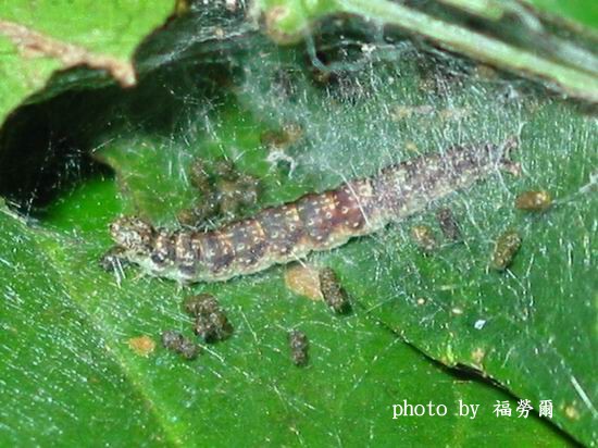 按此在新視窗瀏覽圖片