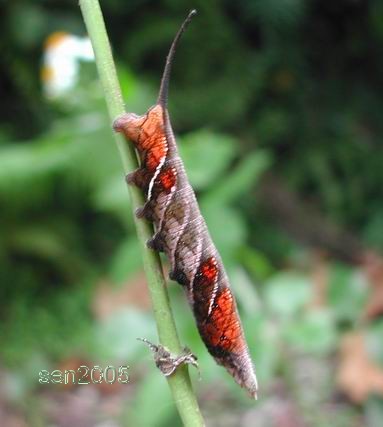 按此在新視窗瀏覽圖片