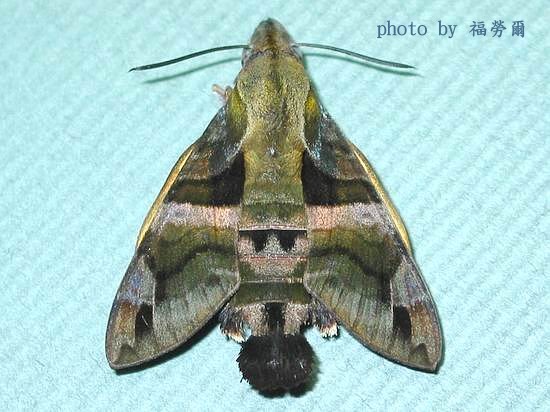 按此在新視窗瀏覽圖片