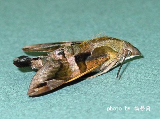 按此在新視窗瀏覽圖片