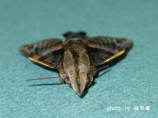 按此在新視窗瀏覽圖片