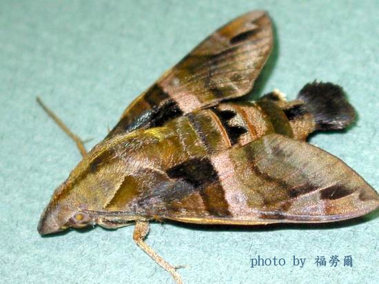 按此在新視窗瀏覽圖片