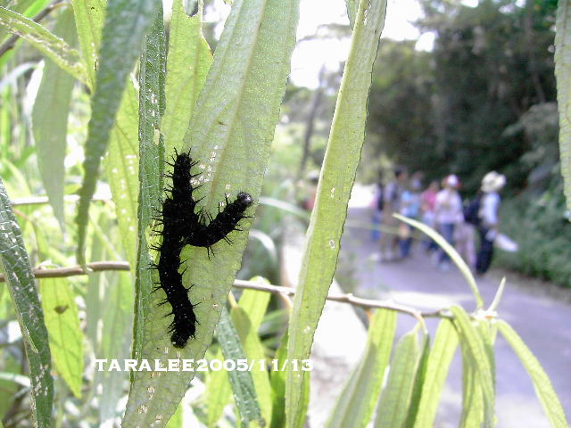 按此在新視窗瀏覽圖片