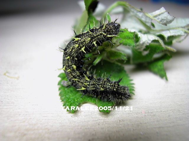 按此在新視窗瀏覽圖片