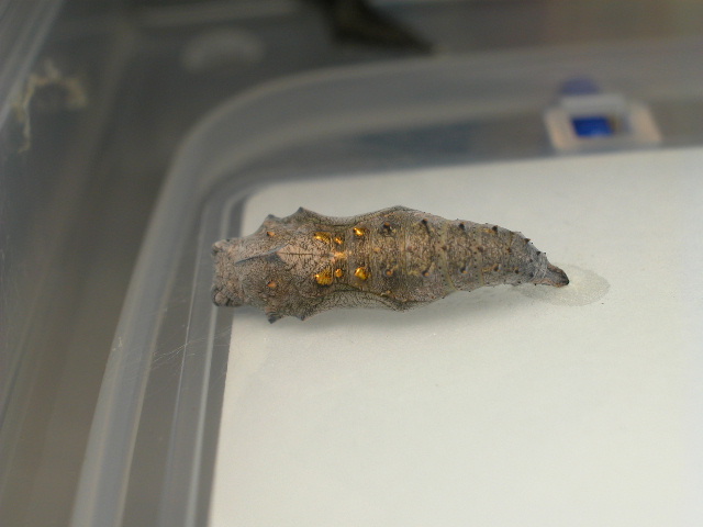 按此在新視窗瀏覽圖片