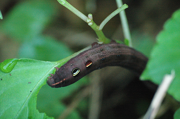 按此在新視窗瀏覽圖片