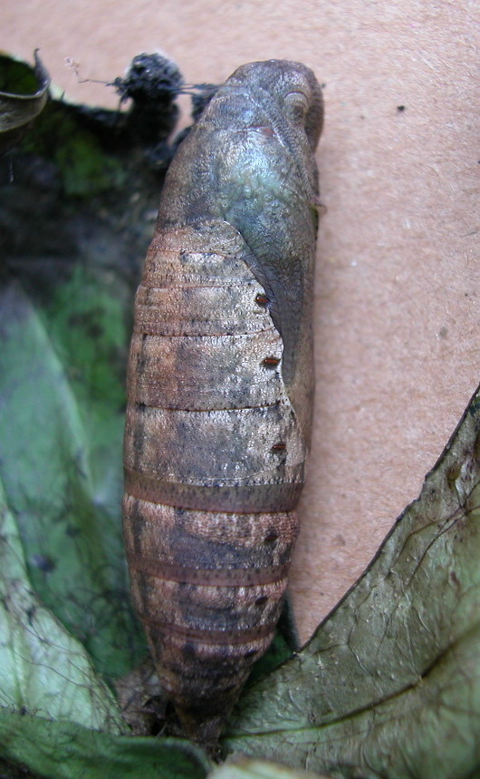 按此在新視窗瀏覽圖片