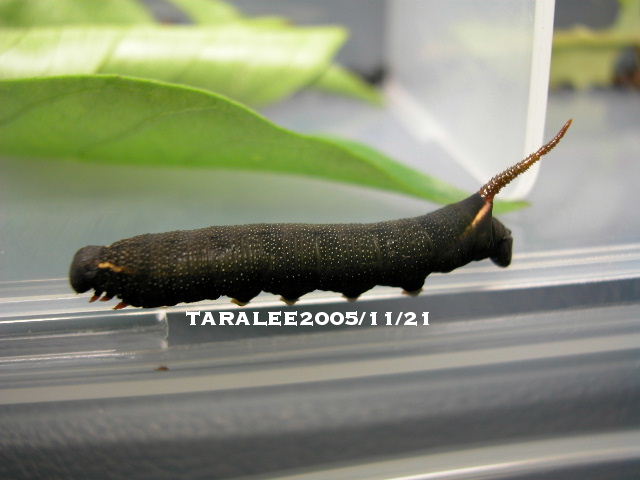 按此在新視窗瀏覽圖片