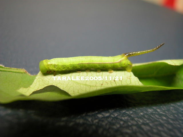 按此在新視窗瀏覽圖片