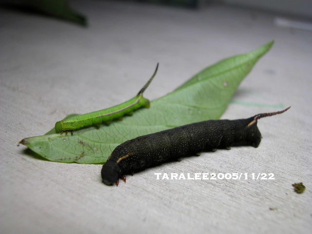 按此在新視窗瀏覽圖片