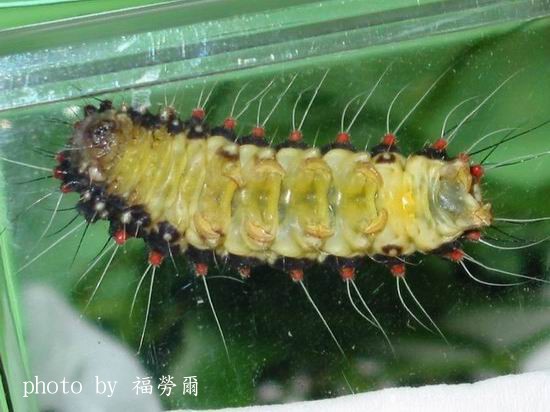 按此在新視窗瀏覽圖片