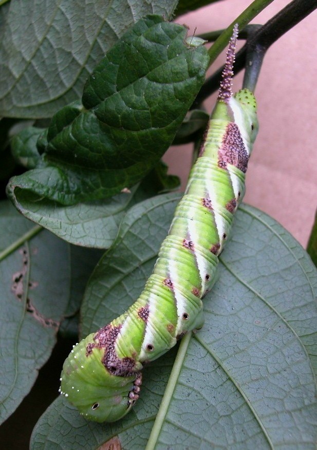 按此在新視窗瀏覽圖片