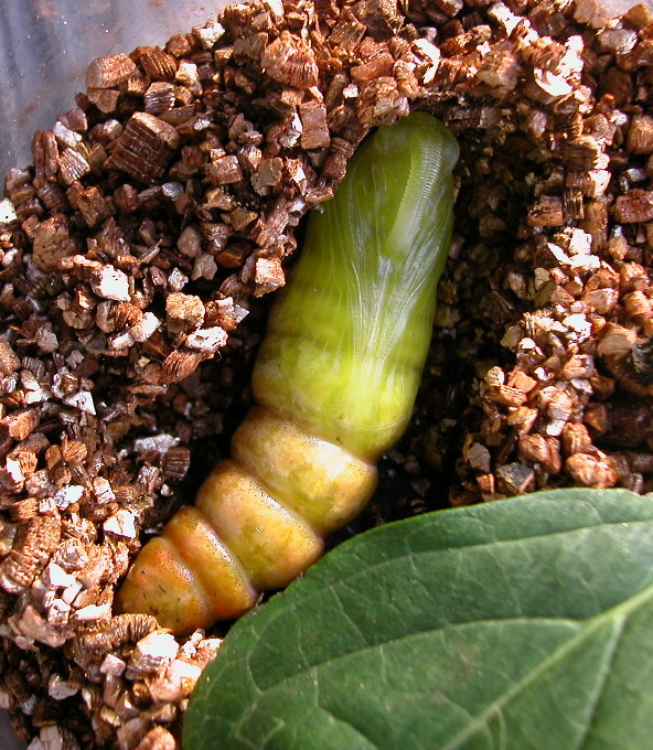 按此在新視窗瀏覽圖片