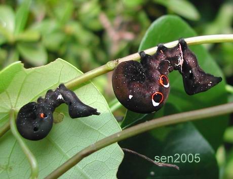 按此在新視窗瀏覽圖片