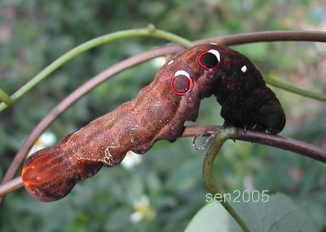 按此在新視窗瀏覽圖片