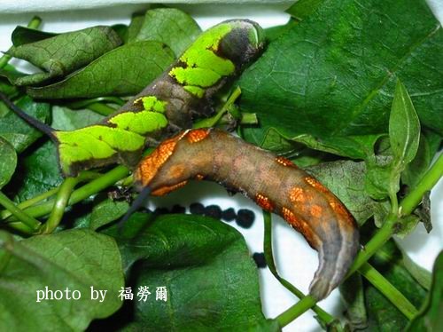 按此在新視窗瀏覽圖片