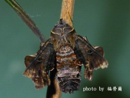 按此在新視窗瀏覽圖片