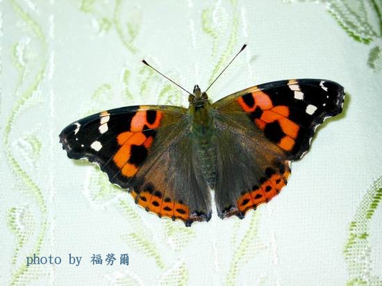 按此在新視窗瀏覽圖片