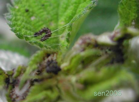 按此在新視窗瀏覽圖片