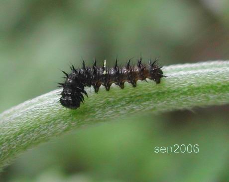 按此在新視窗瀏覽圖片