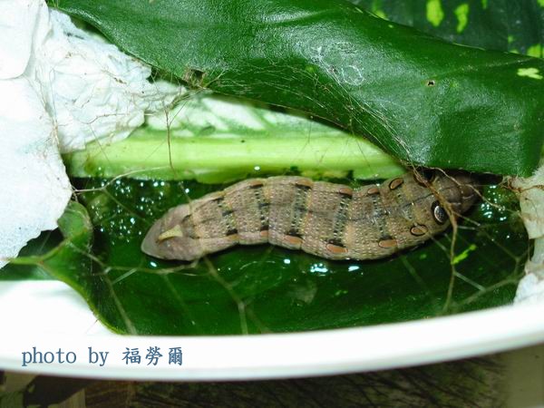 按此在新視窗瀏覽圖片