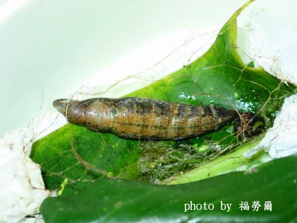 按此在新視窗瀏覽圖片