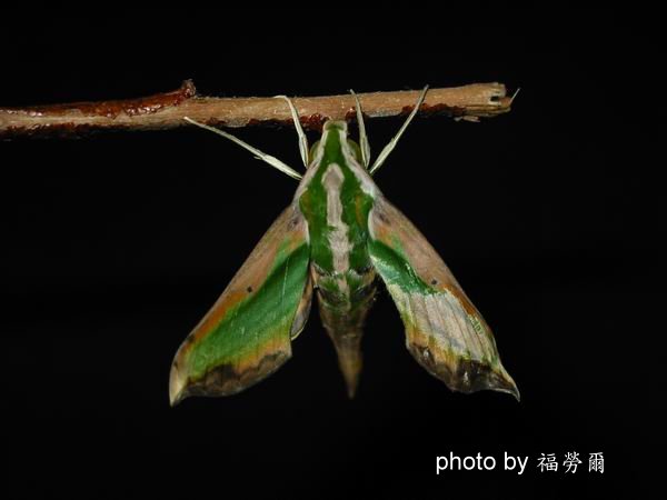 按此在新視窗瀏覽圖片