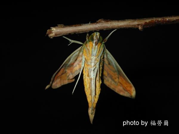 按此在新視窗瀏覽圖片