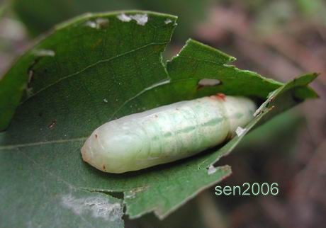 按此在新視窗瀏覽圖片