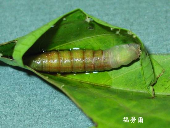 按此在新視窗瀏覽圖片