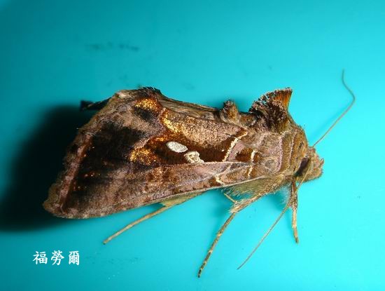 按此在新視窗瀏覽圖片