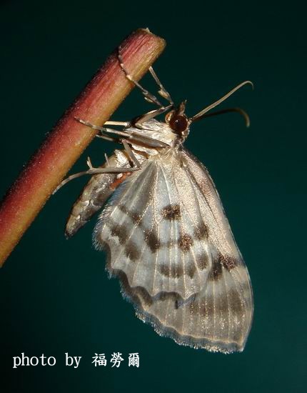 按此在新視窗瀏覽圖片