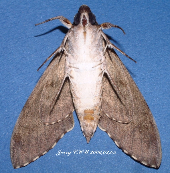 按此在新視窗瀏覽圖片