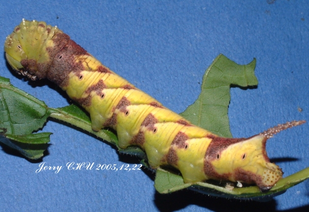 按此在新視窗瀏覽圖片