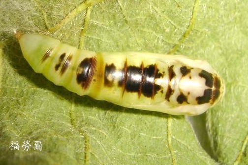 按此在新視窗瀏覽圖片