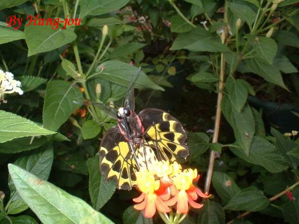 按此在新視窗瀏覽圖片